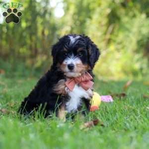 Lonnie, Mini Bernedoodle Puppy